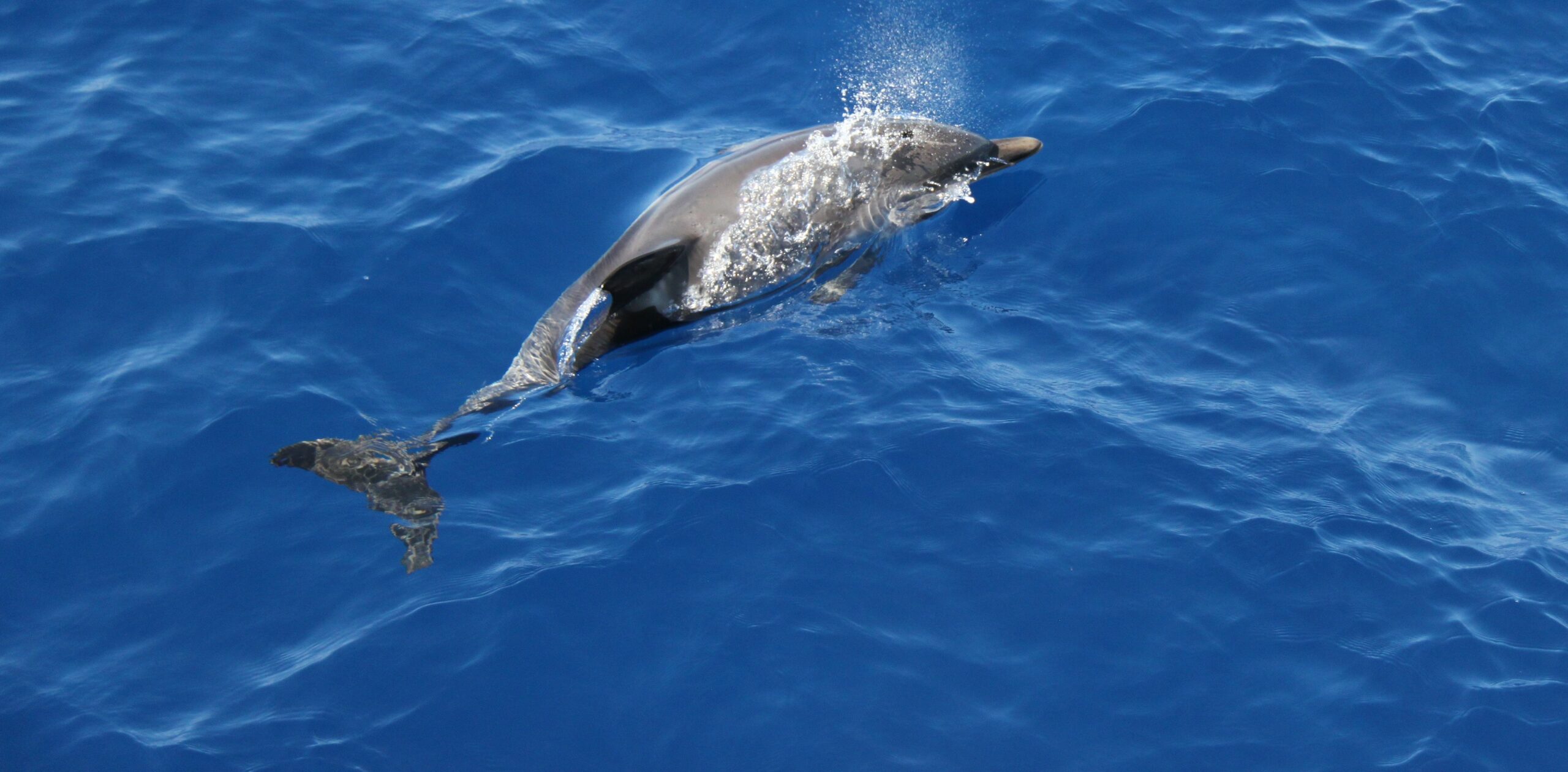 delfeni escursioni bergeggi- villa salvarezza Noli