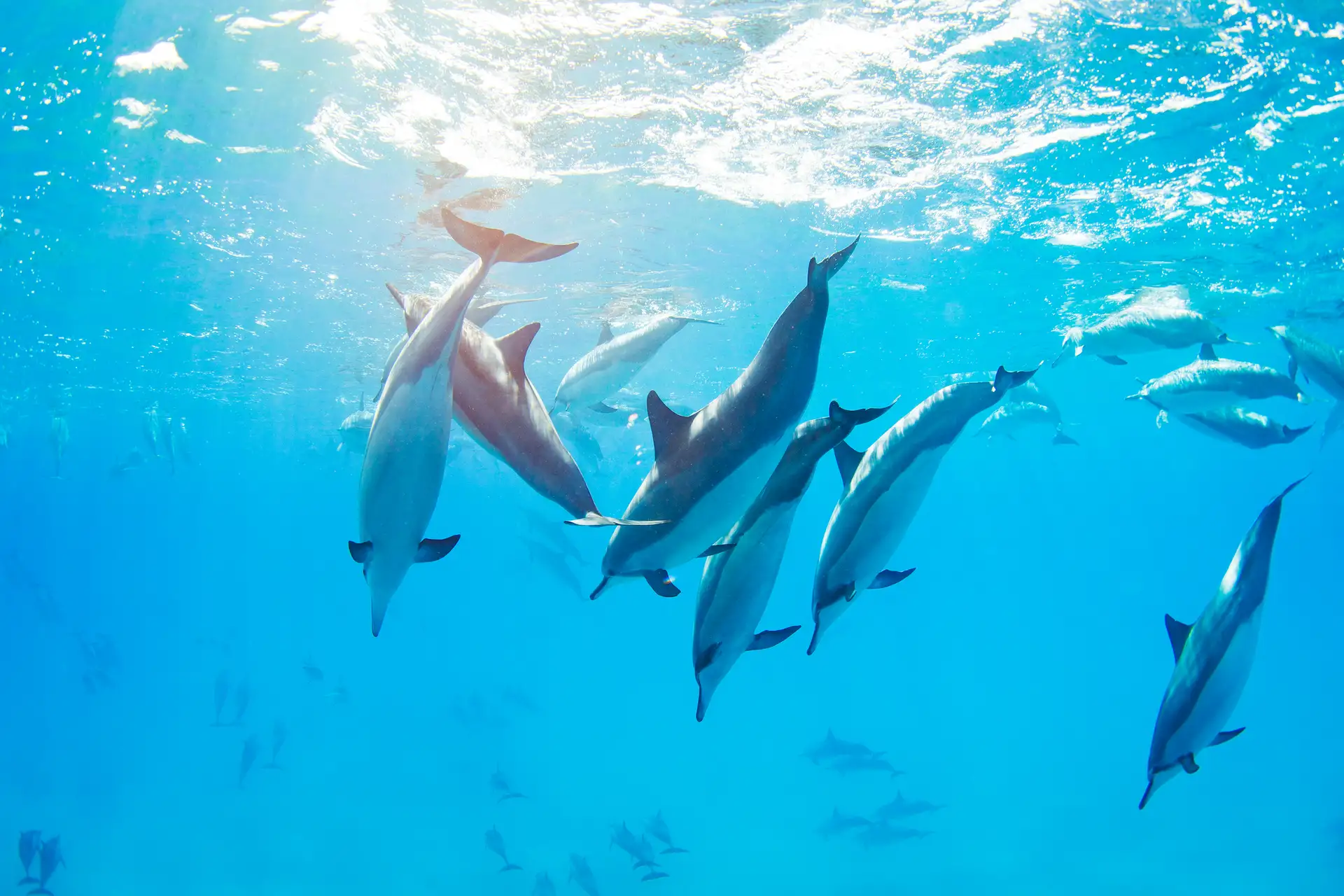 Whalewatching